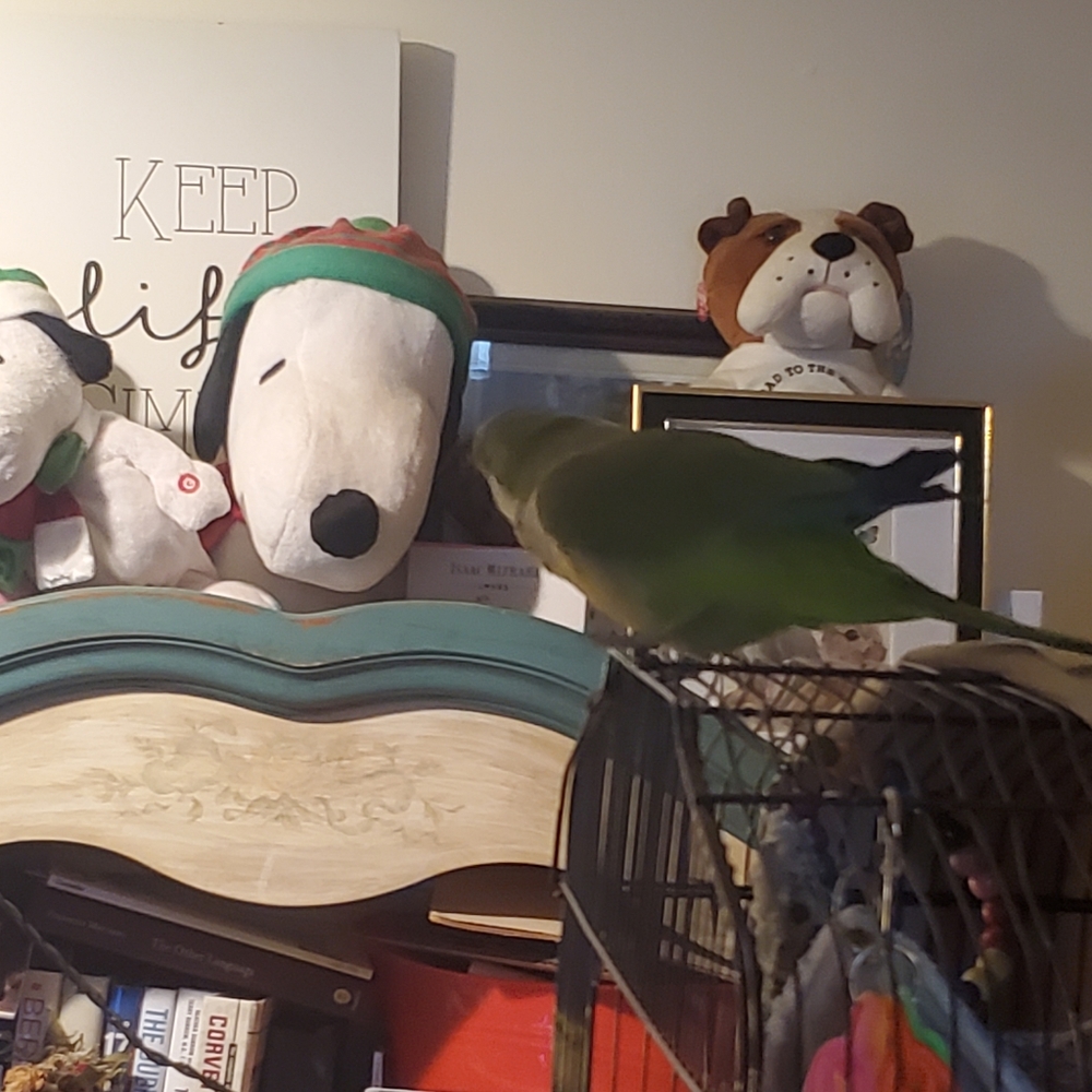 ***PET ALERT!!!*** - Picture 10 of 13